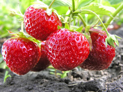 Φράουλες. Μεγάλης διατροφικής αξίας με σημαντικά οφέλη στην υγεία. Τρόποι συντήρησης - Φωτογραφία 2