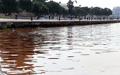Το φαινόμενο της ερυθράς παλίρροιας «χτύπησε» και πάλι τη Θεσσαλονίκη (pics) - Φωτογραφία 2