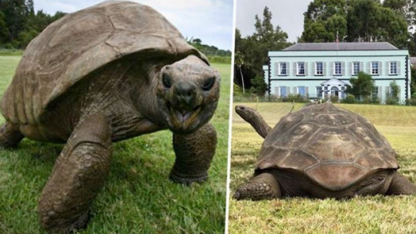 Το μεγαλύτερο σε ηλικία πλάσμα του κόσμου είναι μία χελώνα 187 ετών - Φωτογραφία 1