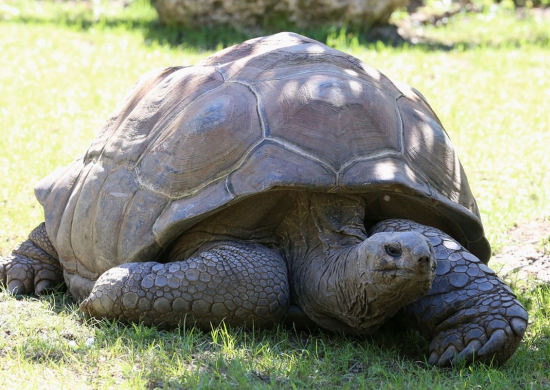 Το μεγαλύτερο σε ηλικία πλάσμα του κόσμου είναι μία χελώνα 187 ετών - Φωτογραφία 2