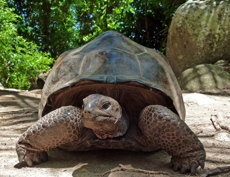 Το μεγαλύτερο σε ηλικία πλάσμα του κόσμου είναι μία χελώνα 187 ετών - Φωτογραφία 3