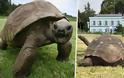 Το μεγαλύτερο σε ηλικία πλάσμα του κόσμου είναι μία χελώνα 187 ετών
