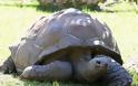 Το μεγαλύτερο σε ηλικία πλάσμα του κόσμου είναι μία χελώνα 187 ετών - Φωτογραφία 2