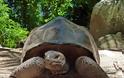 Το μεγαλύτερο σε ηλικία πλάσμα του κόσμου είναι μία χελώνα 187 ετών - Φωτογραφία 3