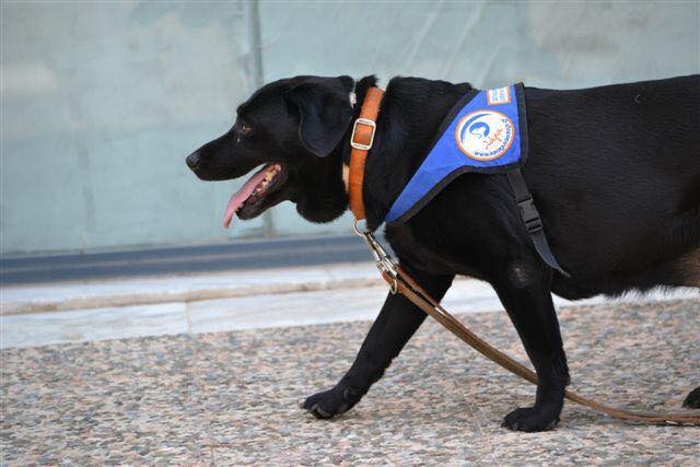 Πέθανε η Λάρα, ο πρώτος σκύλος - οδηγός τυφλών στη Ελλάδα - Φωτογραφία 3