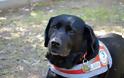 Πέθανε η Λάρα, ο πρώτος σκύλος - οδηγός τυφλών στη Ελλάδα - Φωτογραφία 2