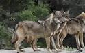 Αγέλη λύκων εμφανίστηκε μέσα στην πόλη της Φλώρινας! (video)