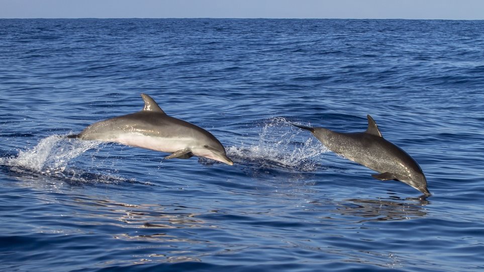 Δελφίνια που είχαν εξοκείλει έπασχαν από Αλτσχάιμερ - Φωτογραφία 1