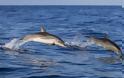 Δελφίνια που είχαν εξοκείλει έπασχαν από Αλτσχάιμερ
