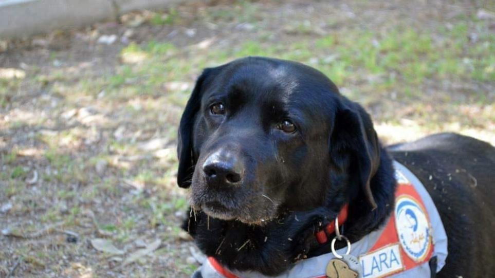 Πέθανε η Λάρα, ο πρώτος σκύλος - οδηγός τυφλών στην Ελλάδα - Φωτογραφία 1