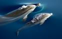 Στην Μεσσηνία και στην Ελλάδα για πρώτη φορά το  Παγκόσμιο συνέδριο για τα θαλάσσια θηλαστικά - Φωτογραφία 1