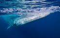 Στην Μεσσηνία και στην Ελλάδα για πρώτη φορά το  Παγκόσμιο συνέδριο για τα θαλάσσια θηλαστικά - Φωτογραφία 2