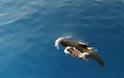 Στην Μεσσηνία και στην Ελλάδα για πρώτη φορά το  Παγκόσμιο συνέδριο για τα θαλάσσια θηλαστικά - Φωτογραφία 3