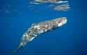 Στην Μεσσηνία και στην Ελλάδα για πρώτη φορά το  Παγκόσμιο συνέδριο για τα θαλάσσια θηλαστικά - Φωτογραφία 5
