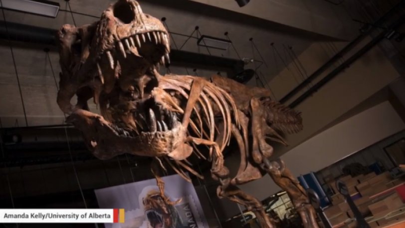 Ανακαλύφθηκε ο μεγαλύτερος τυραννόσαυρος της ιστορίας - Φωτογραφία 1