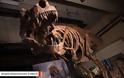 Ανακαλύφθηκε ο μεγαλύτερος τυραννόσαυρος της ιστορίας