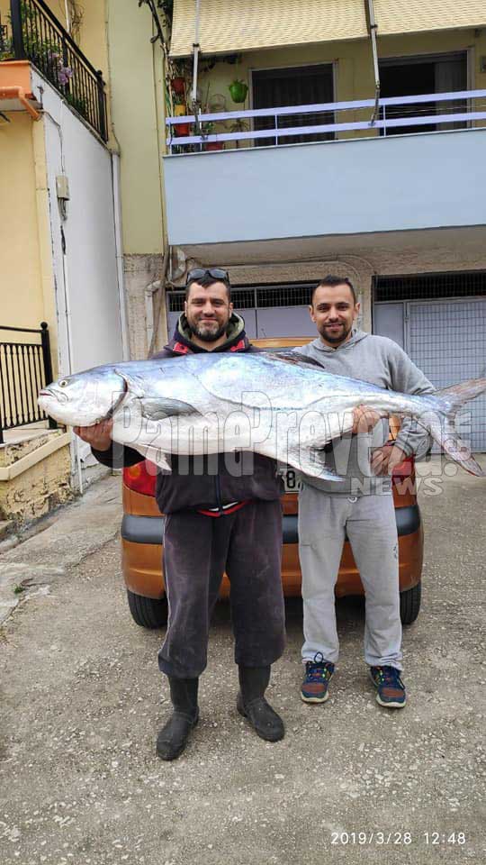 Πρέβεζα: Αυτή είναι ψαριά!! 35 κιλά λέτσα στα δίχτυα ψαρά! - Φωτογραφία 3