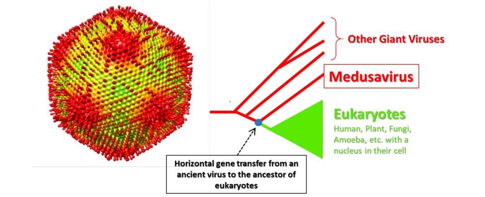 Ο ιός Μέδουσα μετατρέπει τα θύματά του σε πέτρα - Φωτογραφία 1