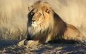 Λαθροθήρας κατασπαράχθηκε από αγέλη λιονταριών ενώ λίγο πριν είχε σκοτώσει τρεις οικογένειες μπαμπουίνων - Φωτογραφία 1