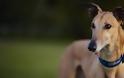 Γκρεϊχάουντ: Η ταχύτερη ράτσα σκύλων