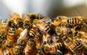 Μέλισσες στην Αυστρία και ψάρια στην Ελβετία «επικοινώνησαν» μεταξύ τους για 1η φορά μέσω... ρομπότ!