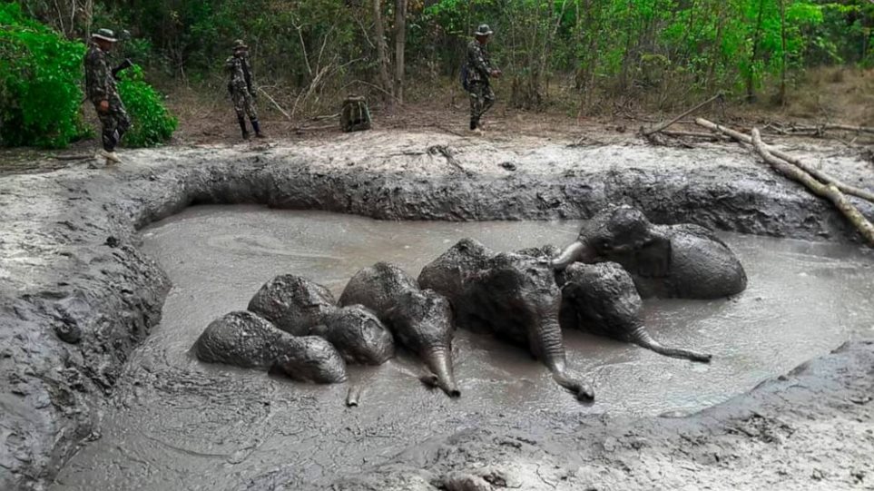 ΒΙΝΤΕΟ Δασοφύλακες στην Ταϊλάνδη διέσωσαν έξι ελεφαντάκια που ειχαν  παγιδευτεί στη λάσπη - Φωτογραφία 1
