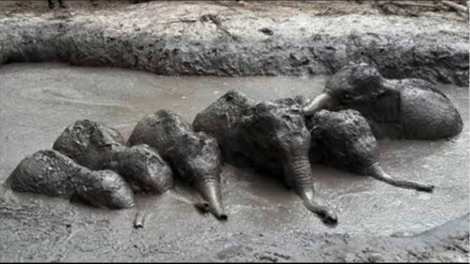 ΒΙΝΤΕΟ Δασοφύλακες στην Ταϊλάνδη διέσωσαν έξι ελεφαντάκια που ειχαν  παγιδευτεί στη λάσπη - Φωτογραφία 2