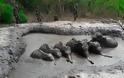 ΒΙΝΤΕΟ Δασοφύλακες στην Ταϊλάνδη διέσωσαν έξι ελεφαντάκια που ειχαν  παγιδευτεί στη λάσπη