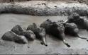 ΒΙΝΤΕΟ Δασοφύλακες στην Ταϊλάνδη διέσωσαν έξι ελεφαντάκια που ειχαν  παγιδευτεί στη λάσπη - Φωτογραφία 2