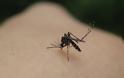 Προστασία από τα κουνούπια: Με αυτό το κόλπο δεν θα σε ξανατσιμπήσουν ποτέ - Φωτογραφία 1