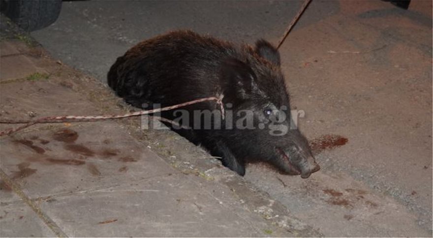 Αγριογούρουνο έκανε βόλτα μέσα στην Λαμία - Φωτογραφία 2