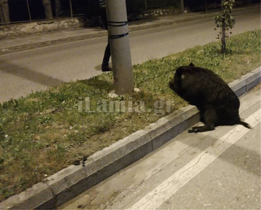 Αγριογούρουνο έκανε βόλτα μέσα στην Λαμία - Φωτογραφία 3