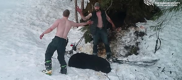 Λαθροθήρες πιάστηκαν στα πράσα να εκτελούν θηλυκή αρκούδα και τα δύο μικρά τους - Φωτογραφία 3