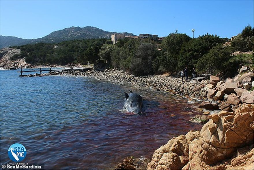 Έγκυος φάλαινα ξεβράστηκε στην Ιταλία με 22 κιλά σκουπίδια στο στομάχι της - Φωτογραφία 2