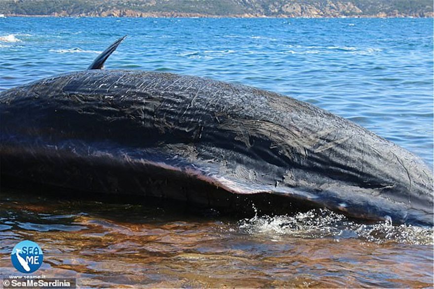 Έγκυος φάλαινα ξεβράστηκε στην Ιταλία με 22 κιλά σκουπίδια στο στομάχι της - Φωτογραφία 3