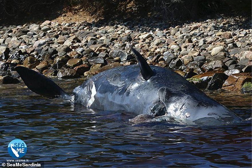 Έγκυος φάλαινα ξεβράστηκε στην Ιταλία με 22 κιλά σκουπίδια στο στομάχι της - Φωτογραφία 5