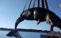 Έγκυος φάλαινα ξεβράστηκε στην Ιταλία με 22 κιλά σκουπίδια στο στομάχι της