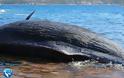 Έγκυος φάλαινα ξεβράστηκε στην Ιταλία με 22 κιλά σκουπίδια στο στομάχι της - Φωτογραφία 3