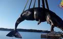 Έγκυος φάλαινα ξεβράστηκε στην Ιταλία με 22 κιλά σκουπίδια στο στομάχι της - Φωτογραφία 4
