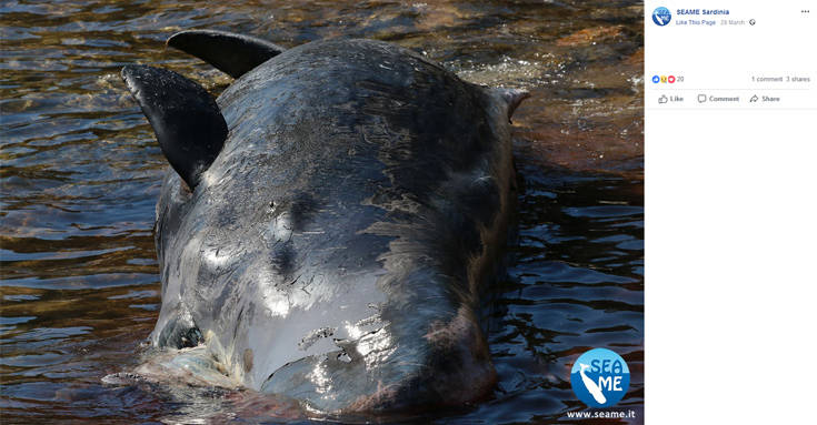 Φάλαινα βρέθηκε νεκρή με 22 κιλά πλαστικό στην κοιλιά της - Φωτογραφία 4