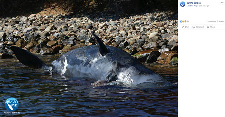 Φάλαινα βρέθηκε νεκρή με 22 κιλά πλαστικό στην κοιλιά της - Φωτογραφία 5