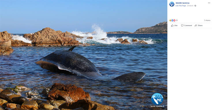 Φάλαινα βρέθηκε νεκρή με 22 κιλά πλαστικό στην κοιλιά της - Φωτογραφία 6