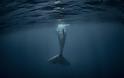 Φάλαινα βρέθηκε νεκρή με 22 κιλά πλαστικό στην κοιλιά της - Φωτογραφία 1