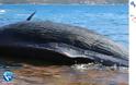 Φάλαινα βρέθηκε νεκρή με 22 κιλά πλαστικό στην κοιλιά της - Φωτογραφία 3