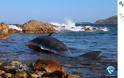 Φάλαινα βρέθηκε νεκρή με 22 κιλά πλαστικό στην κοιλιά της - Φωτογραφία 6