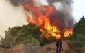 Καίγεται σπάνιο οικοσύστημα - Μεγάλη φωτιά ξέσπασε στην Ηλεία, στο Δάσος της Στροφυλιάς