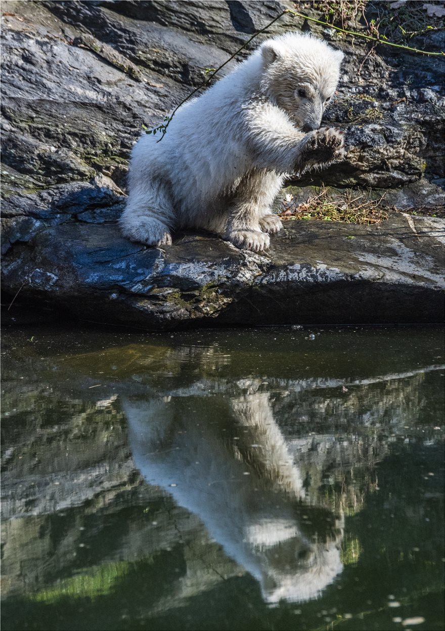 Χέρτα, η νεογέννητη πολική αρκουδίτσα του Βερολίνου - Φωτογραφία 2