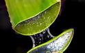 Αλόη βέρα: Το φυτό θαύμα για την υγεία του ανθρώπου.