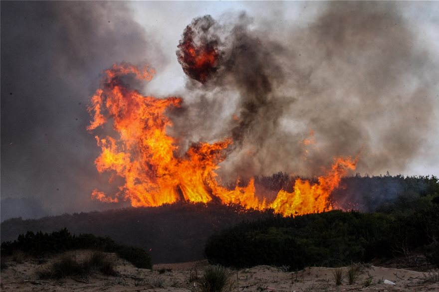 Δάσος Στροφυλιάς: Έγινε καμένη γη από «Διαμάντι της Πελοποννήσου…» - Φωτογραφία 7