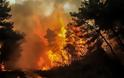 Δάσος Στροφυλιάς: Έγινε καμένη γη από «Διαμάντι της Πελοποννήσου…» - Φωτογραφία 2